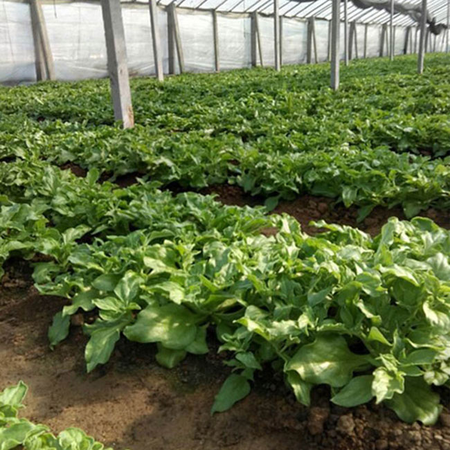 冰草什么时候种植比较好?冰草大棚种植技术