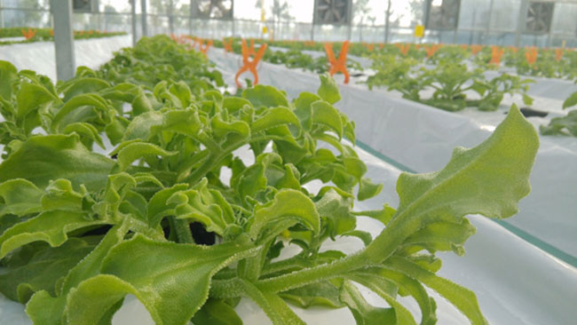 冰草什么时候种植比较好?冰草大棚种植技术