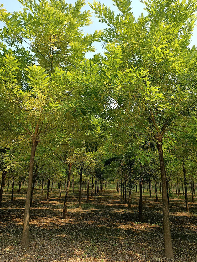 彩叶苗木种植前景怎么样?彩叶苗木市场前景分析