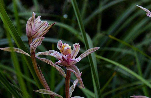 金沙树菊种植前景怎么样？2020年金沙树菊价格
