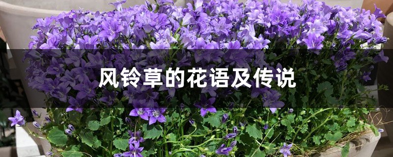 风铃草的花语及传说