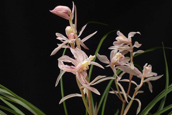 金沙树菊