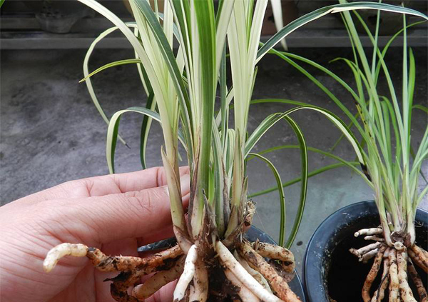 金沙树菊