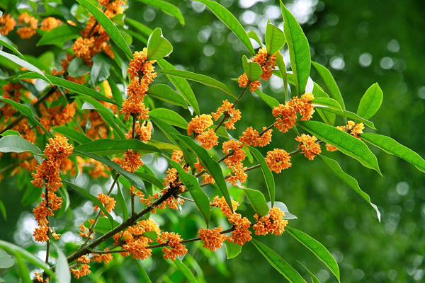 桂花