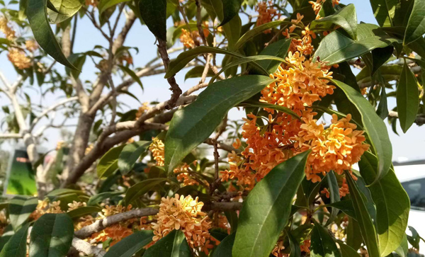 桂花树