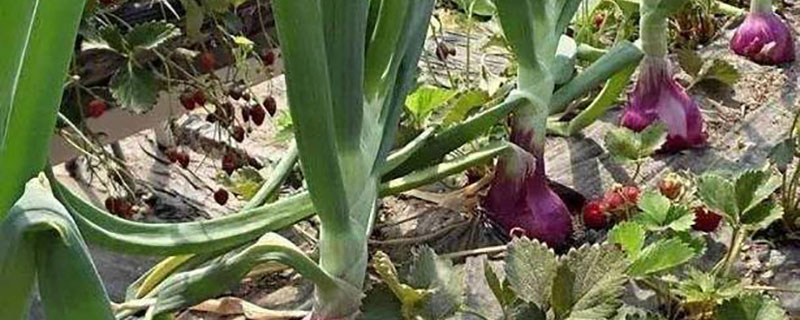 2022年种植洋葱前景如何 2022年种植洋葱前景如何
