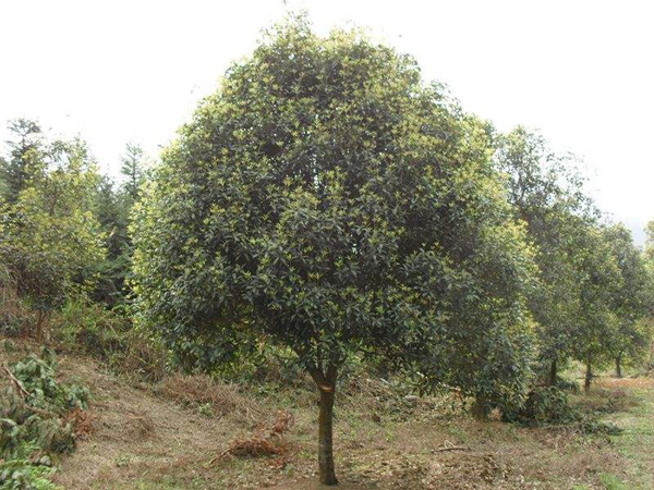 桂花树基地实拍