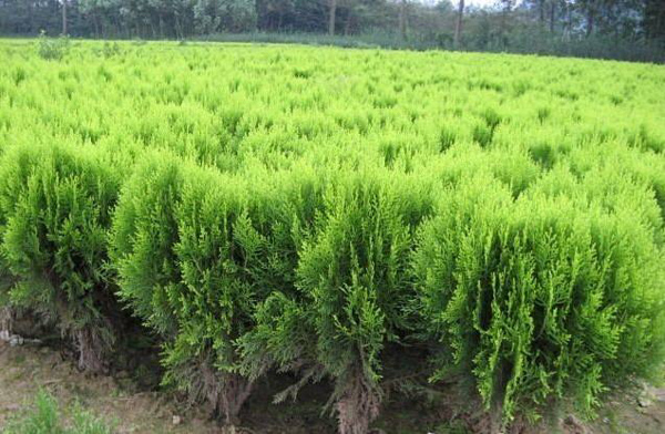 苗木的前景如何？2020年绿化苗木种植前景