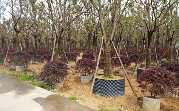 苗圃基地