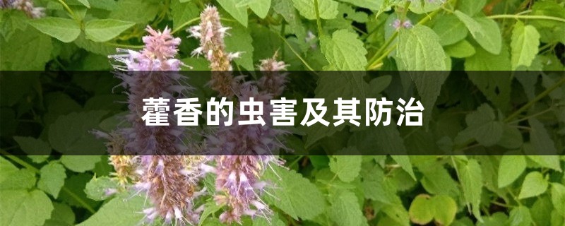 藿香的虫害及其防治