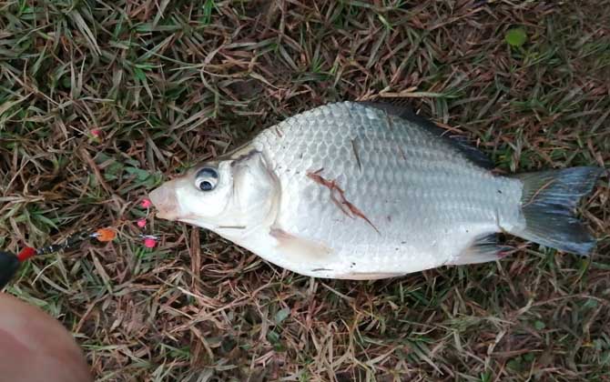 浑水钓鱼