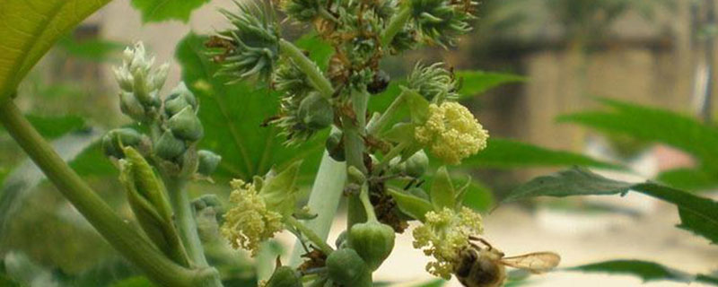 2022蓖麻种植前景及利润