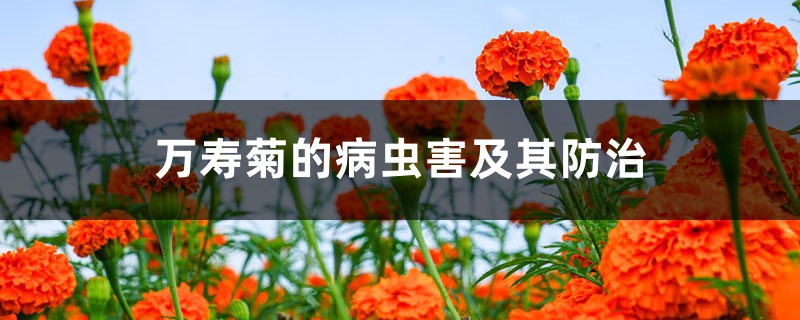 万寿菊的病虫害及其防治