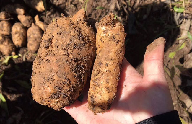 天麻的种植前景如何?天麻的种植技术