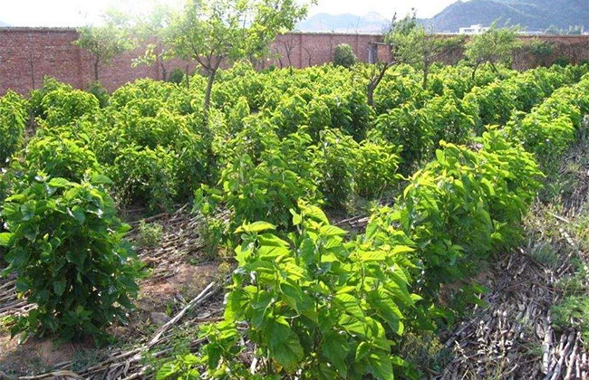 天麻的种植前景如何?天麻的种植技术