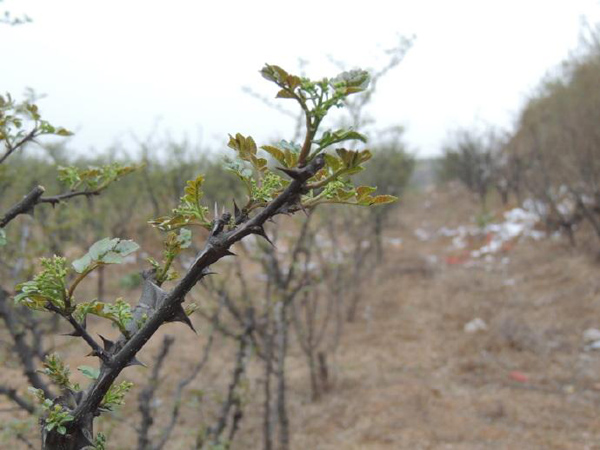 花椒种植前景怎样？2020年大规模种植花椒有前景吗