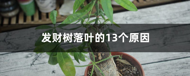 发财树落叶的13个原因