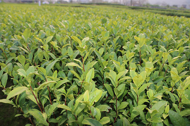 茶叶种植