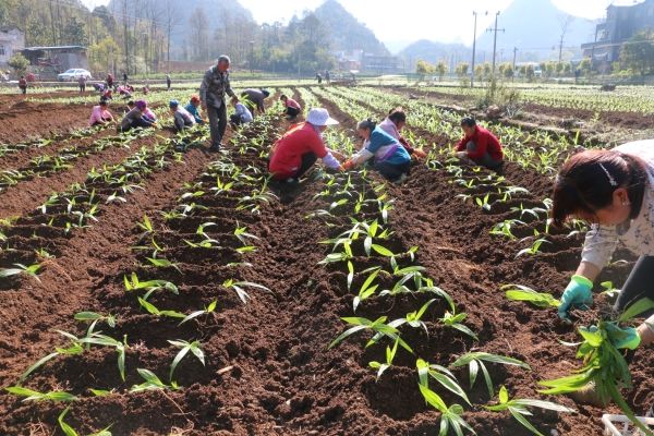 白芨的种植前景怎么样？2020年鲜白芨价格