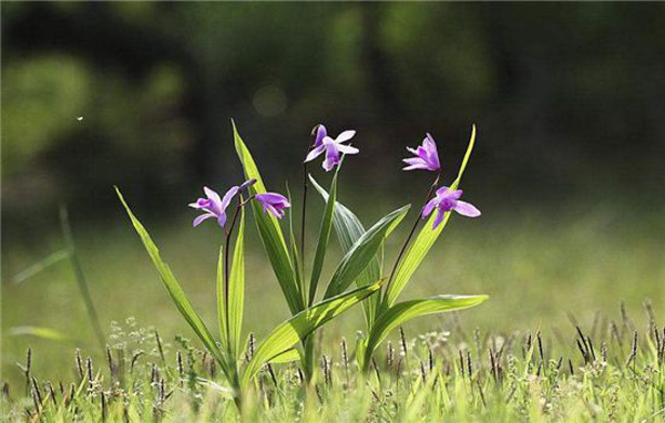 野生白芨