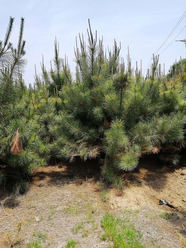 马尾松种植前景如何?2020年马尾松种植技术和经济效益分析