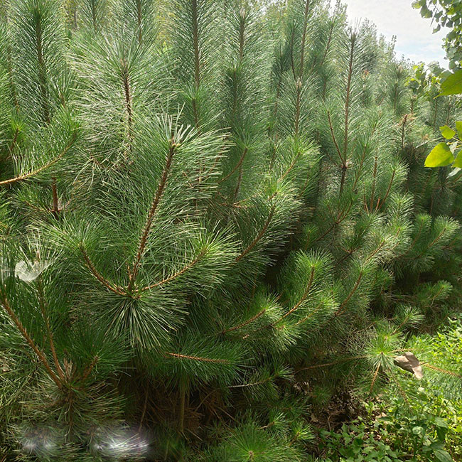 马尾松种植前景如何?2020年马尾松种植技术和经济效益分析