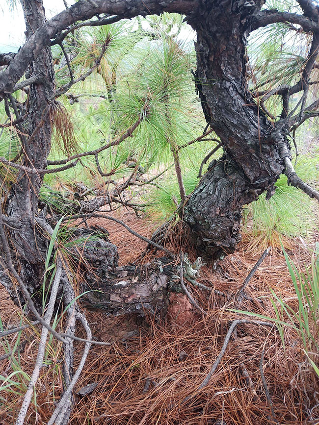 马尾松种植前景如何?2020年马尾松种植技术和经济效益分析