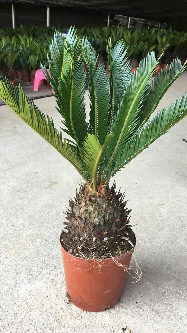 苏铁树怎么种植?2020年苏铁种植前景