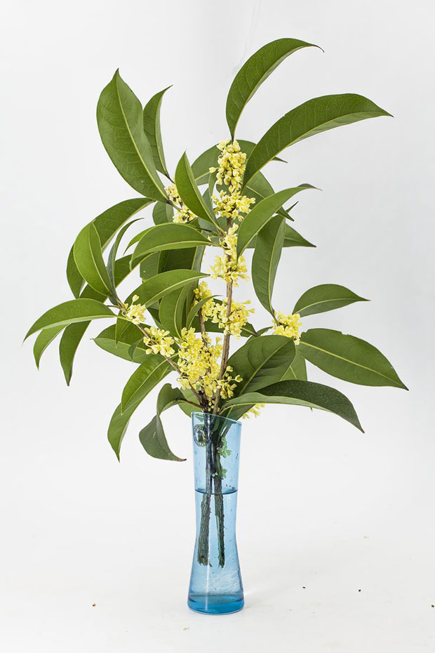 桂花4.jpg