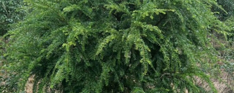 东北适合种植什么经济树木