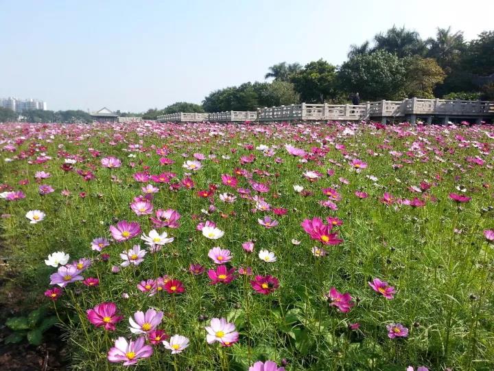 未来苗木5.jpg
