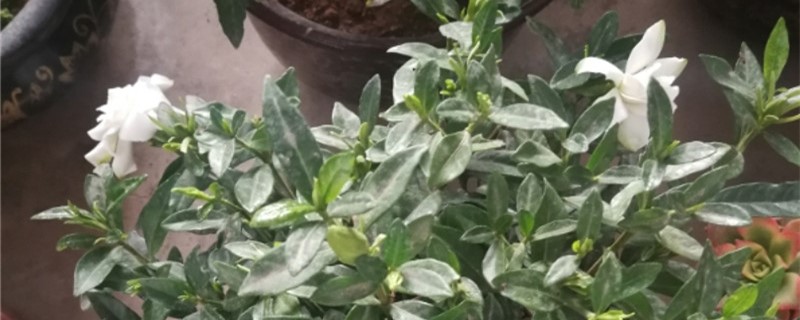 非洲茉莉施肥方法，用什么肥好