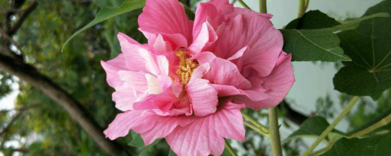 芙蓉花怕阳光直射吗，每天光照几小时