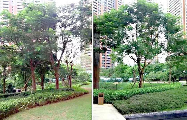未来苗木市场“功能”将成为品种选择重要因素