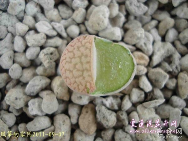 多肉植物浅谈生石花的伤口处理方法图片