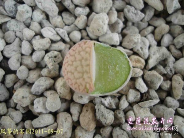 多肉植物浅谈生石花的伤口处理方法图片