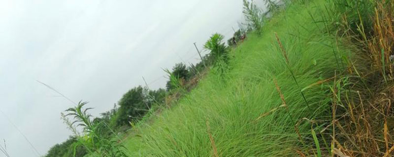 弯叶画眉草耐寒吗 弯叶画眉草耐寒吗