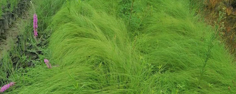 弯叶画眉草什么时候种植