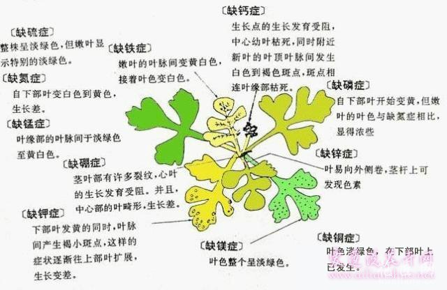 花草常见的“缺素症”图示