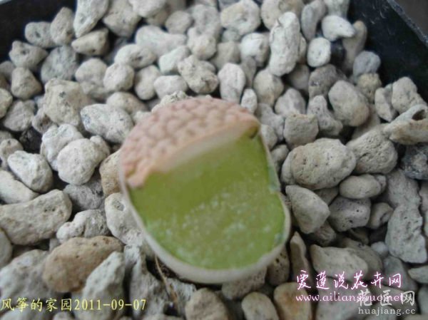 多肉植物浅谈生石花的伤口处理方法图片