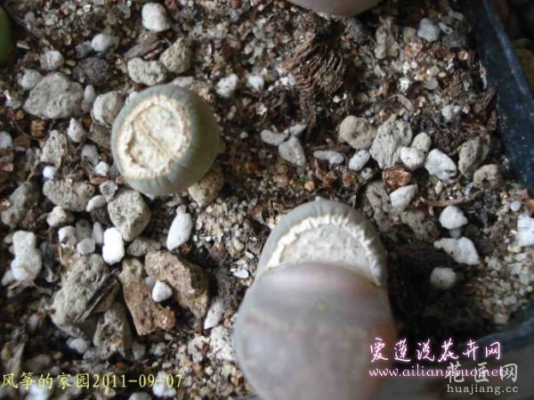 多肉植物浅谈生石花的伤口处理方法图片