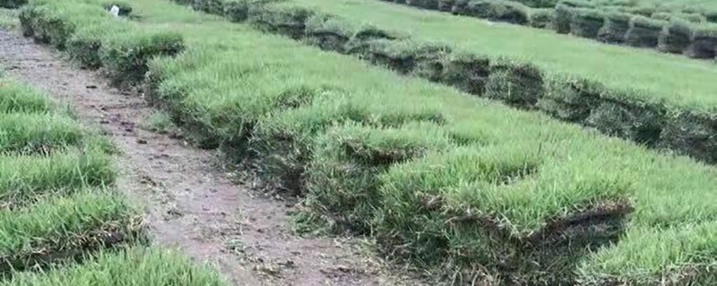 中华结缕草什么时候播种