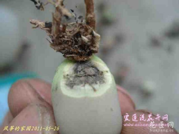 多肉植物浅谈生石花的伤口处理方法图片