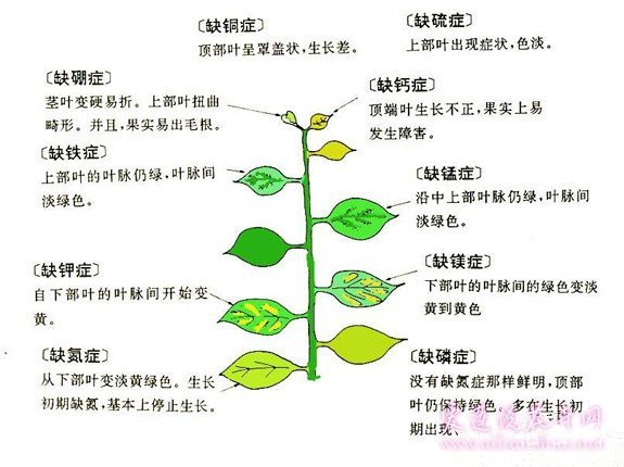 花草常见的“缺素症”图示