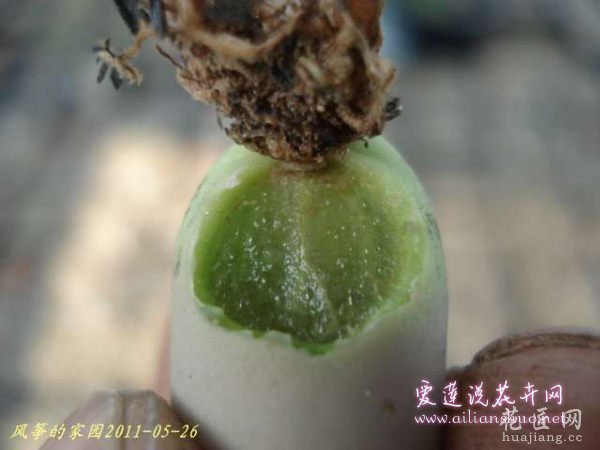 多肉植物浅谈生石花的伤口处理方法图片
