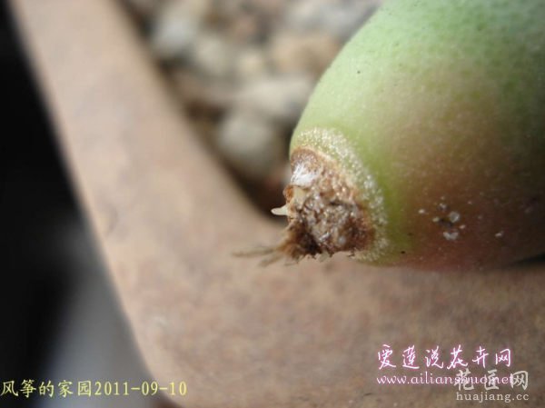多肉植物浅谈番杏科植物在发生烂根后的处理方法图片