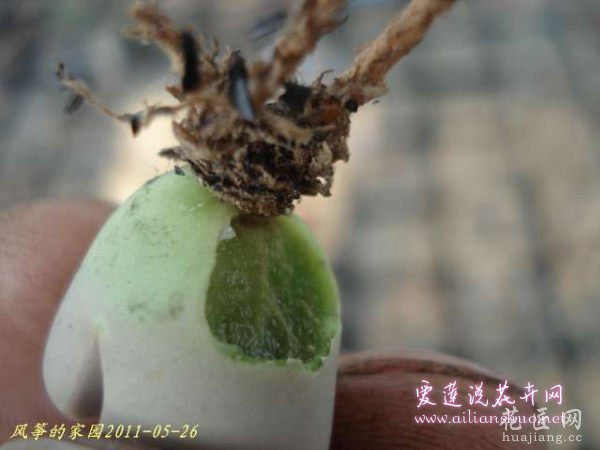 多肉植物浅谈生石花的伤口处理方法图片