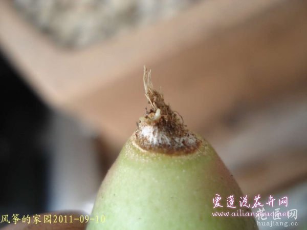 多肉植物浅谈番杏科植物在发生烂根后的处理方法图片