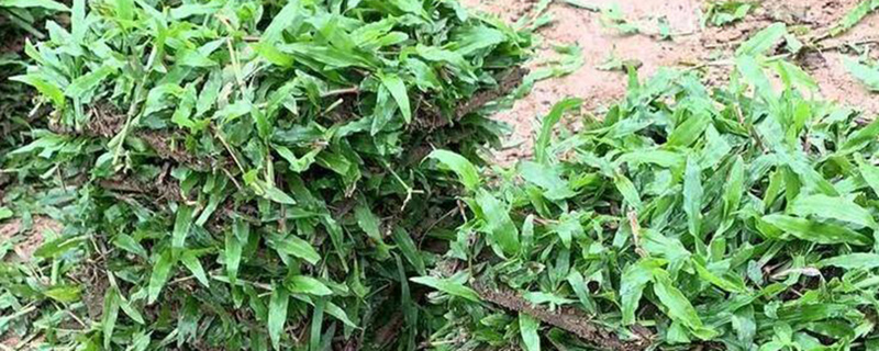 大叶油草种子几天发芽