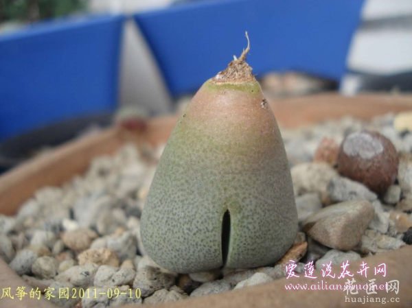 多肉植物浅谈番杏科植物在发生烂根后的处理方法图片
